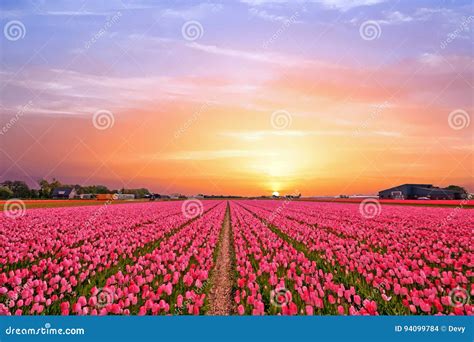 Tulip Fields In The Countryside From The Netherlands In Spring Stock