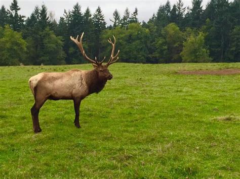 Elk Washington State Park Washington State Parks Pnw Moose Art