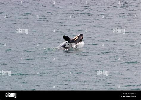 Breaching Orca Whales Killer Whales In Sitka Sound Sitka Southeast