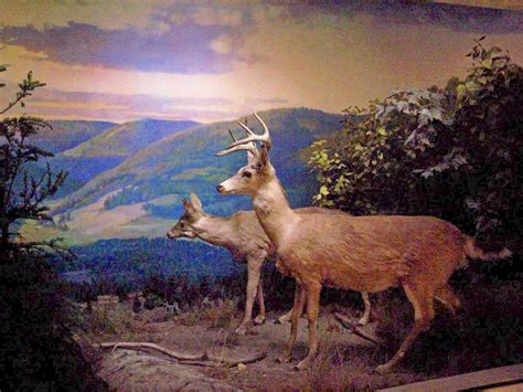White Tail Deer Display In The Maine State Museum Augusta Flickr