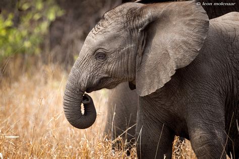 Baby Elephant 2 Wild South Africa Kruger National Park I Flickr