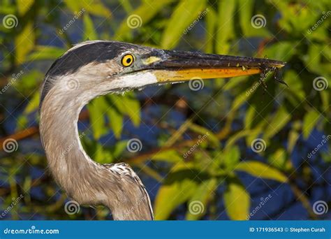 Great Blue Heron Eating A Frog Stock Image Image Of Scapulars