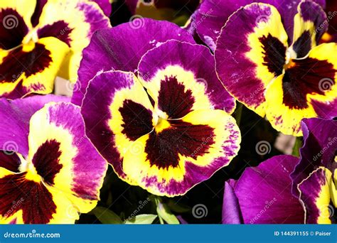 Pansy Is A Amazing Flower And Its Colour Combination Is Great Viola