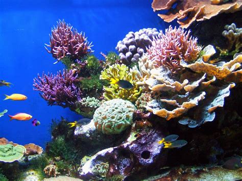 Beautiful Coral Reef Wallpapers Top Free Beautiful Coral Reef