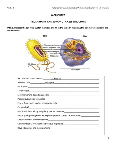 Prokaryotic And Eukaryotic Cells Worksheet Pdf