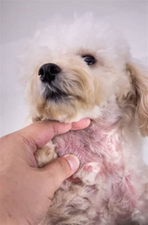 Is A Dogs Skin Yeast Infection Contagious
