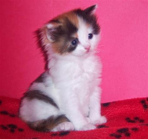 NapoleonKitty: Napoleon Kittens For Sale
