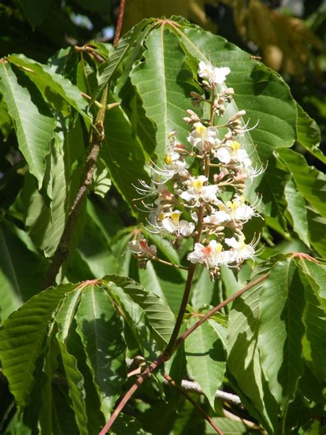 Aesculus Indica Eflora Of India