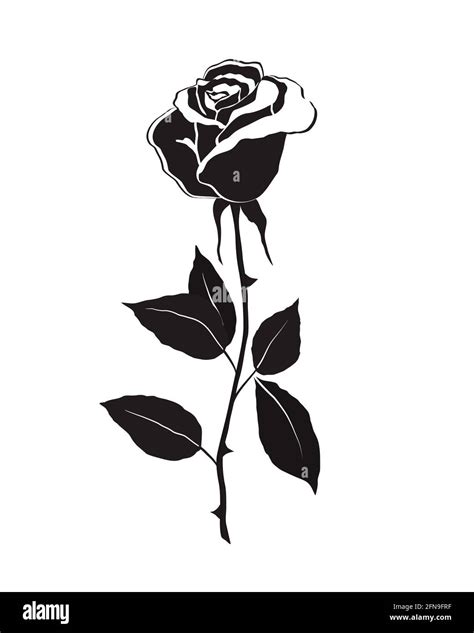 Rose Flower Vector Black And White