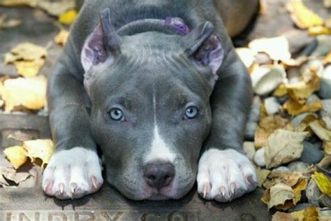 Female Blue Eyed Pitbull With Images Blue Nose Pitbull Puppies