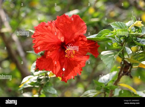 A Red Hibiscus Flower In Bloom Stock Photo Alamy