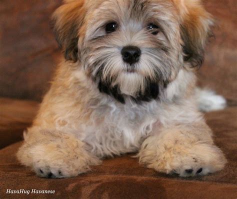 If you are searching a puppy for yourself near you then you are at right place. Puppies For Sale - HavaHug Havanese Puppies