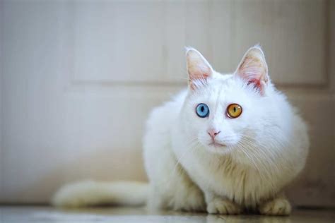 Odd Eyed Cat Heterochromia Photos Cat World