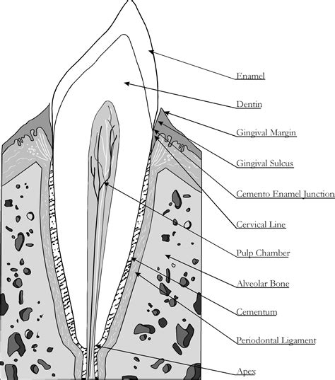 Dental Structure Anatomy Of Dogs Safari Veterinary In League City Tx