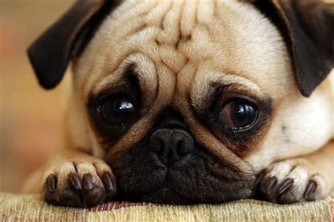 19 Sad Puppies Guaranteed To Ruin Your Day The Hollywood Gossip
