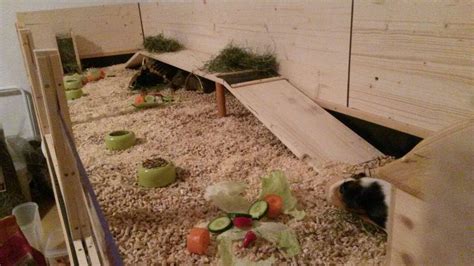 Warum sollte man sich mindestens zwei meerschweinchen anschaffen? Animal Sos Hofstetten - Innenhaltung