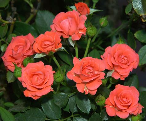 Salmon Sunblaze Cluster Of Roses D2x 8 18 12dsc558657 Flickr