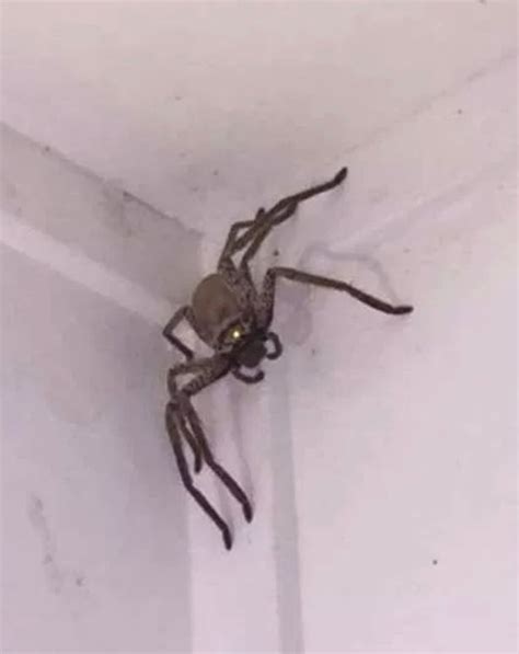 Terrified Woman Returns Home To Find Massive Huntsman Spider Lurking In Home World News