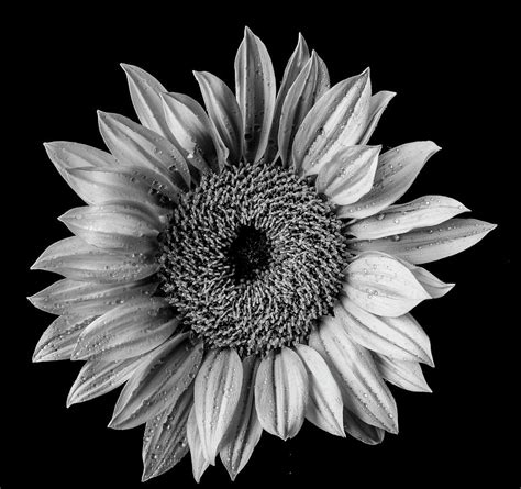 Dew Covered Sunflower In Black And White Photograph By Garry Gay