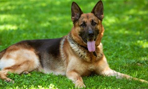 German Shepherds Dog Breed Information Complete Guide