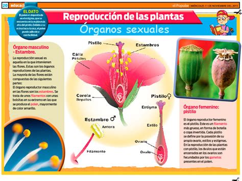 Funciones De Las Partes De La Planta Porn Sex Picture