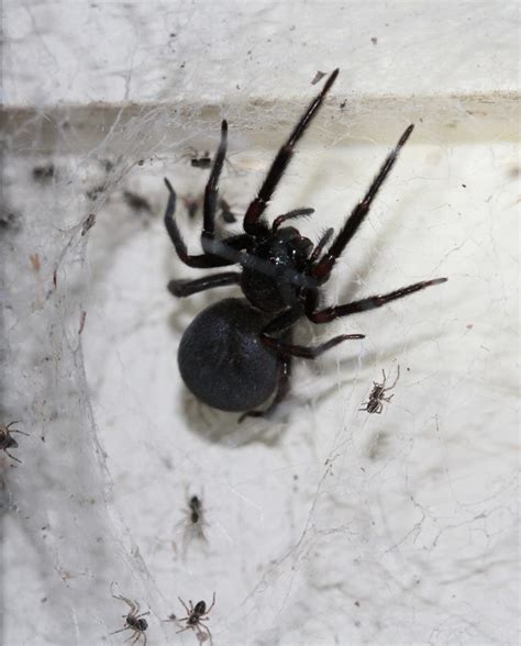 Incredible Facts About Black House Spiders Page 2 Animal Encyclopedia
