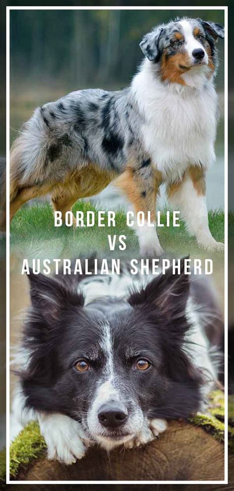 Border Collie Vs Australian Shepherd Wzrost
