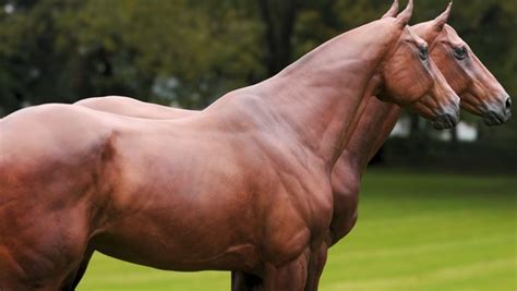 horse textured vfx muscle simulation model turbosquid