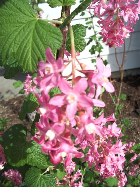 The Nature Of Portland Red Flowering Currant An Early Blooming Oregon