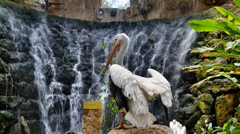 Картинки водопад камни листья птица пеликан природа обои