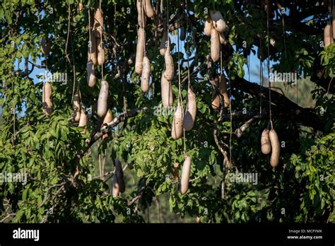 Sausage Tree Cucumber Tree Kigelia Hi Res Stock Photography And Images