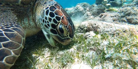 Outer Banks Sea Turtles Outer Banks Travel Blog