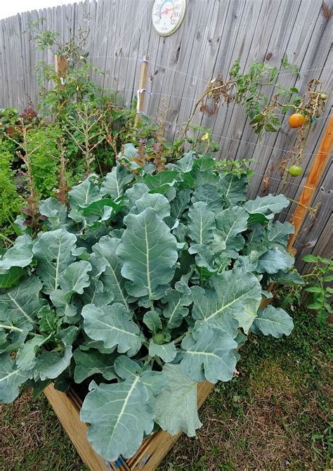 Check spelling or type a new query. Broccoli in My Garden That Actually Looks Like Broccoli