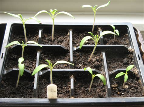 Tomato Seedlings Ploratwo