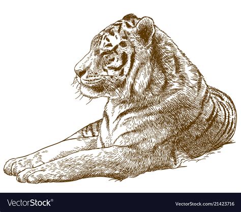 Engraving Drawing Of Siberian Tiger Amur Tiger Vector Image