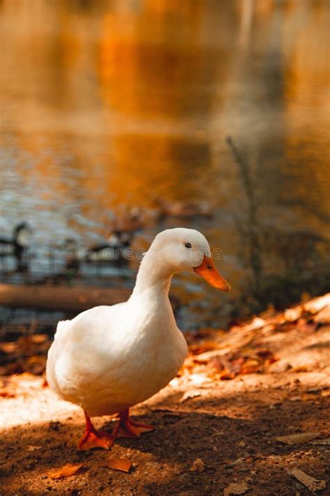 Selective Focus Shot Of A White Duck Standing At The Lakeshore With