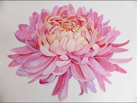 Chrysanthemum In Watercolour Painted By Awiggins Chrysanthemum