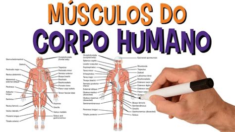 Mapa Dos Músculos Do Corpo Humano Ensino