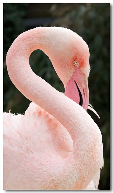 Flamingo Flamingo Beautiful Birds Pet Birds