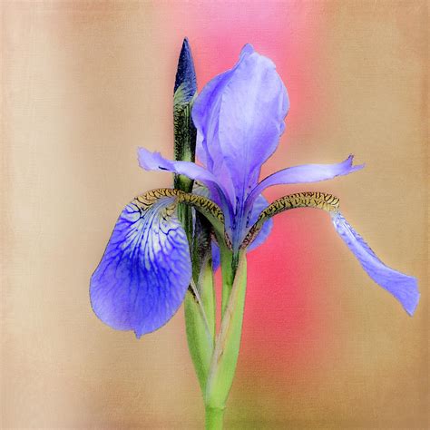 Spring Iris 2 Photograph By Debra Martz Fine Art America