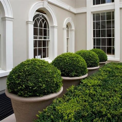 Finally Friday | The Potted Boxwood