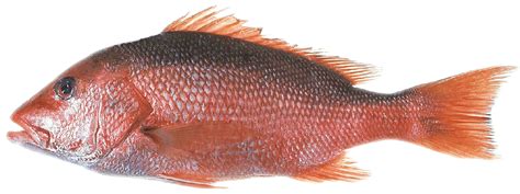 Red snapper fish has a sweet, moist, delicate, and buttery flavor which is as good as the dover sole, sea bass, and various others. Fishing Industry Supports Red Snapper Data Improvement Act ...