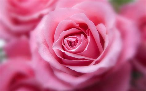 Rose Rose Bud Pink Rose Pink Flowers Hd Wallpaper Peakpx