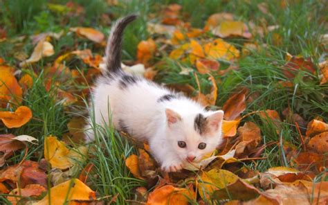 Cat Kitten Leaves Autumn Hd Wallpaper Animals