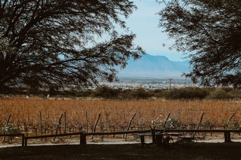 The 12 Best Wineries In Cafayate Argentina