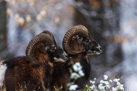 Male European Mouflon Ovis Aries Musimon Close Up Portraits Stock Photo
