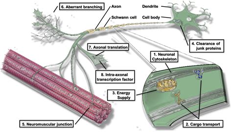Frontiers Omics Approach To Axonal Dysfunction Of Motor Neurons In