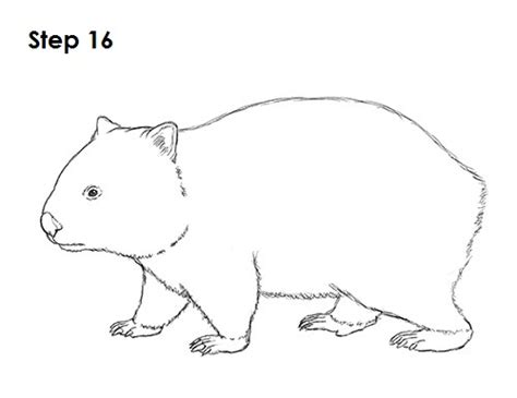 How To Draw A Wombat