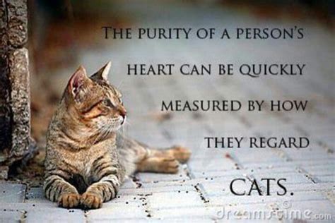 Quotes About Cat Love 66 Quotes