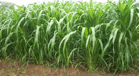 Feet on the green grass. Animal Feed Green Grass Manufacturer in Chennai Tamil Nadu ...